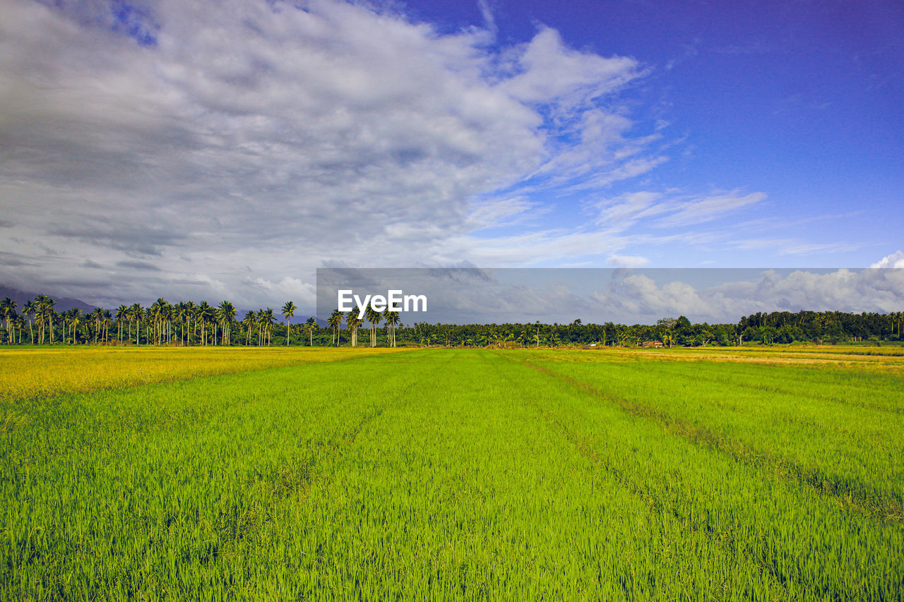 SCENIC VIEW OF FARM AGAINST SKY