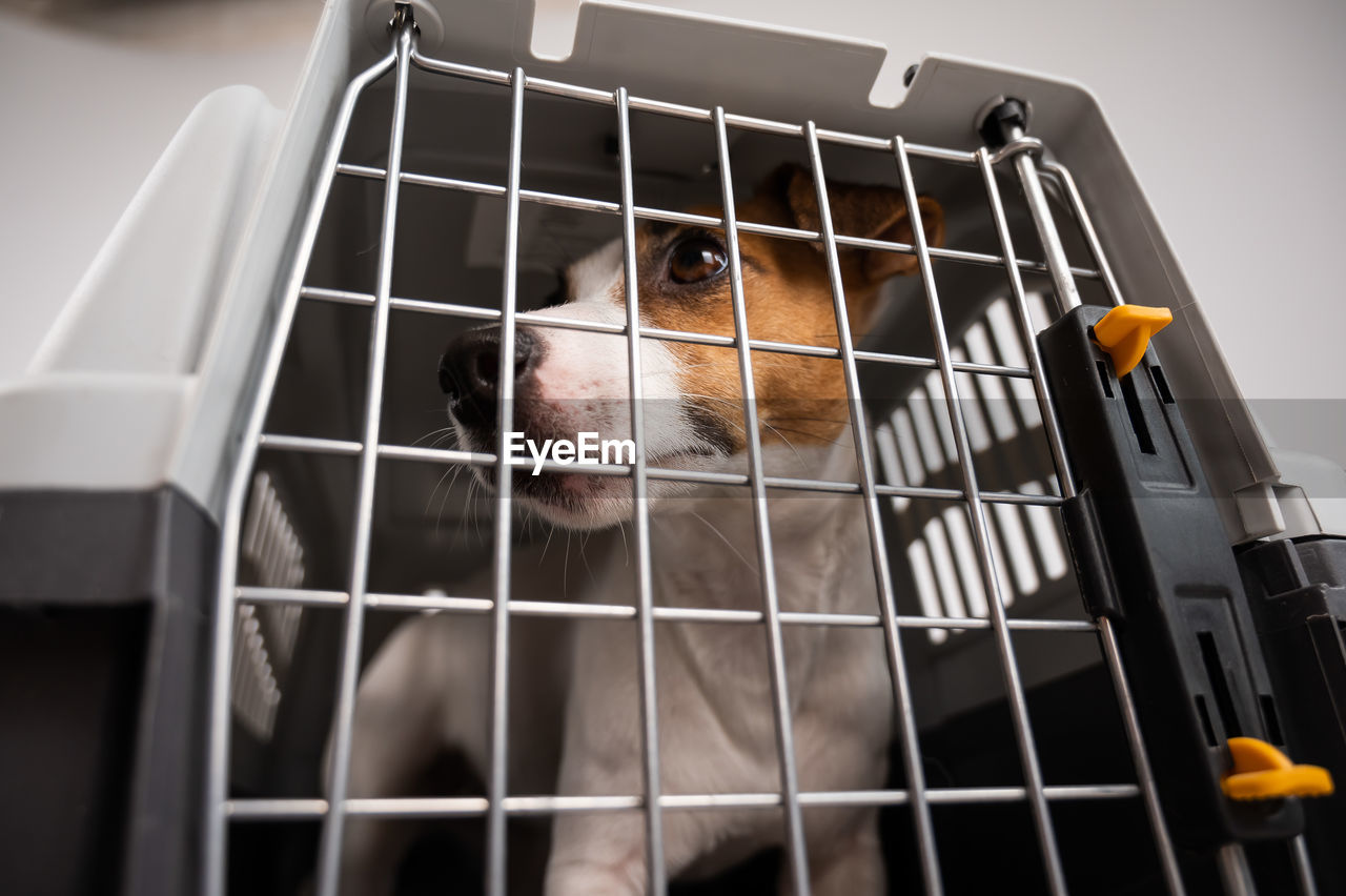 high angle view of dog in cage