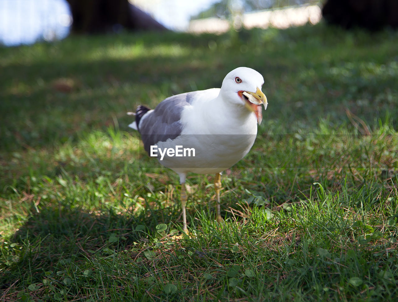 CLOSE-UP OF SEAGULLS ON FIELD