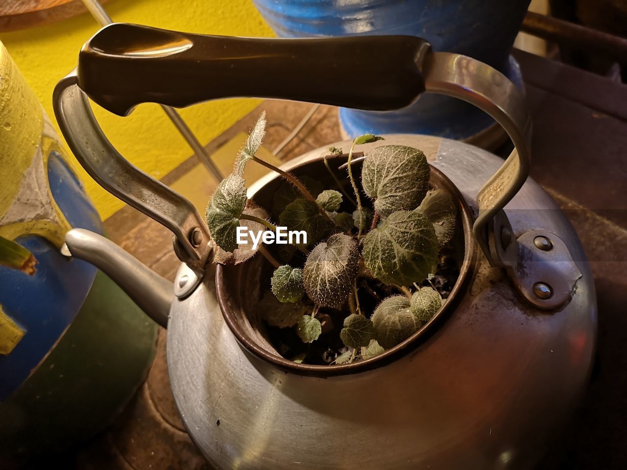 High angle view of potted plants in container