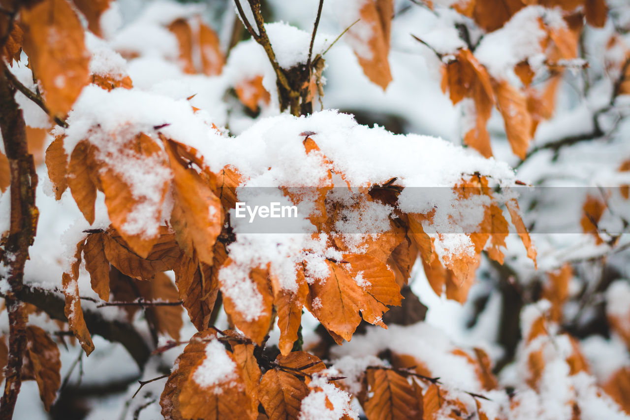 Close-up of frozen tree during winter