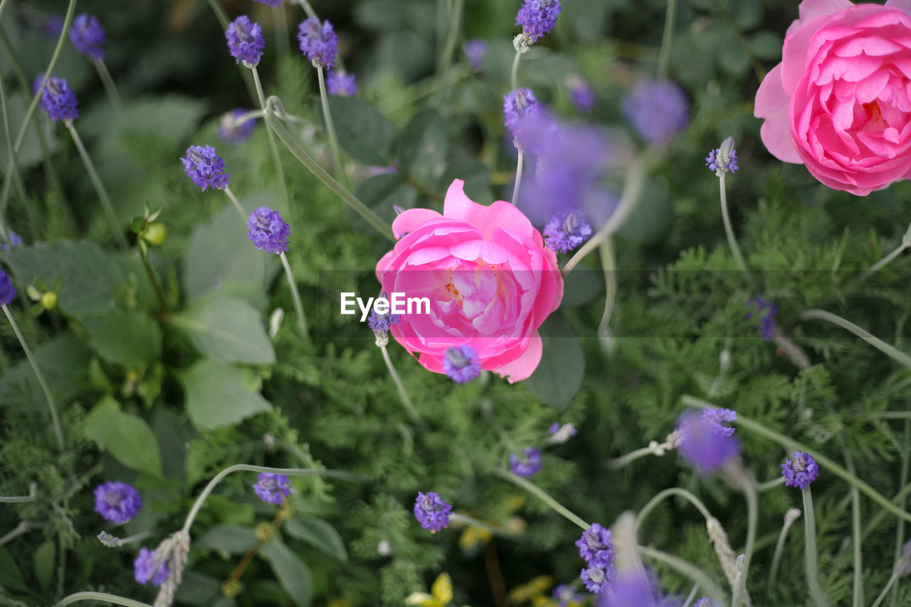 Close-up of pink roses