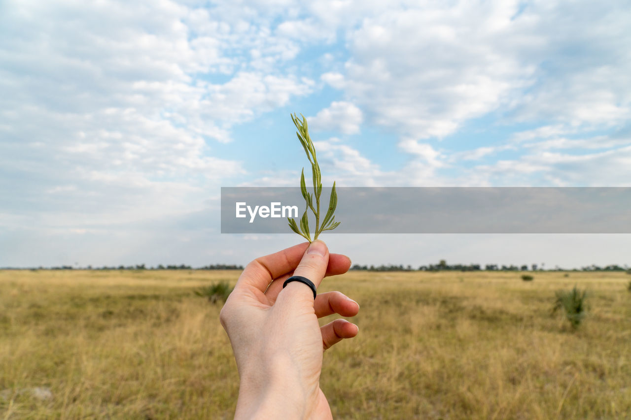 Hand holding plant on field against sky