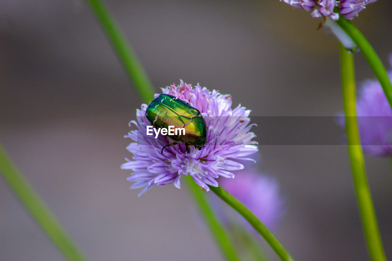 Close-up of beatle pollinating on purple flower