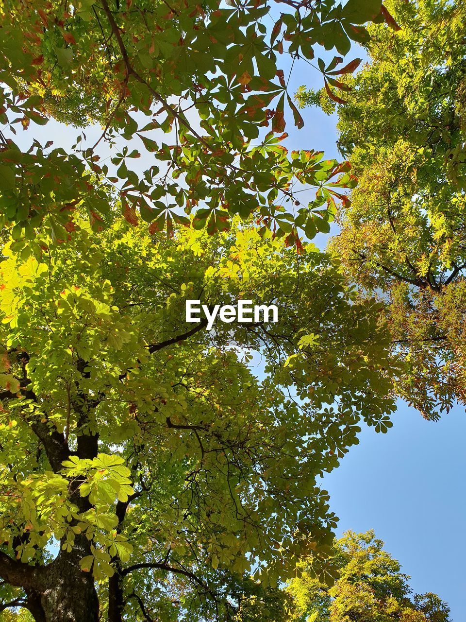 Low angle view of trees against clear sky