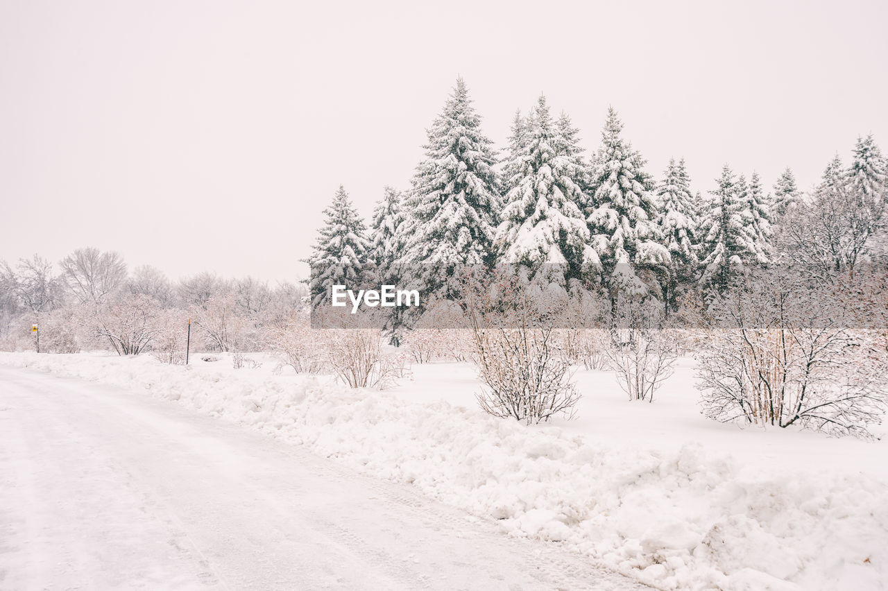 TREES ON SNOW AGAINST CLEAR SKY