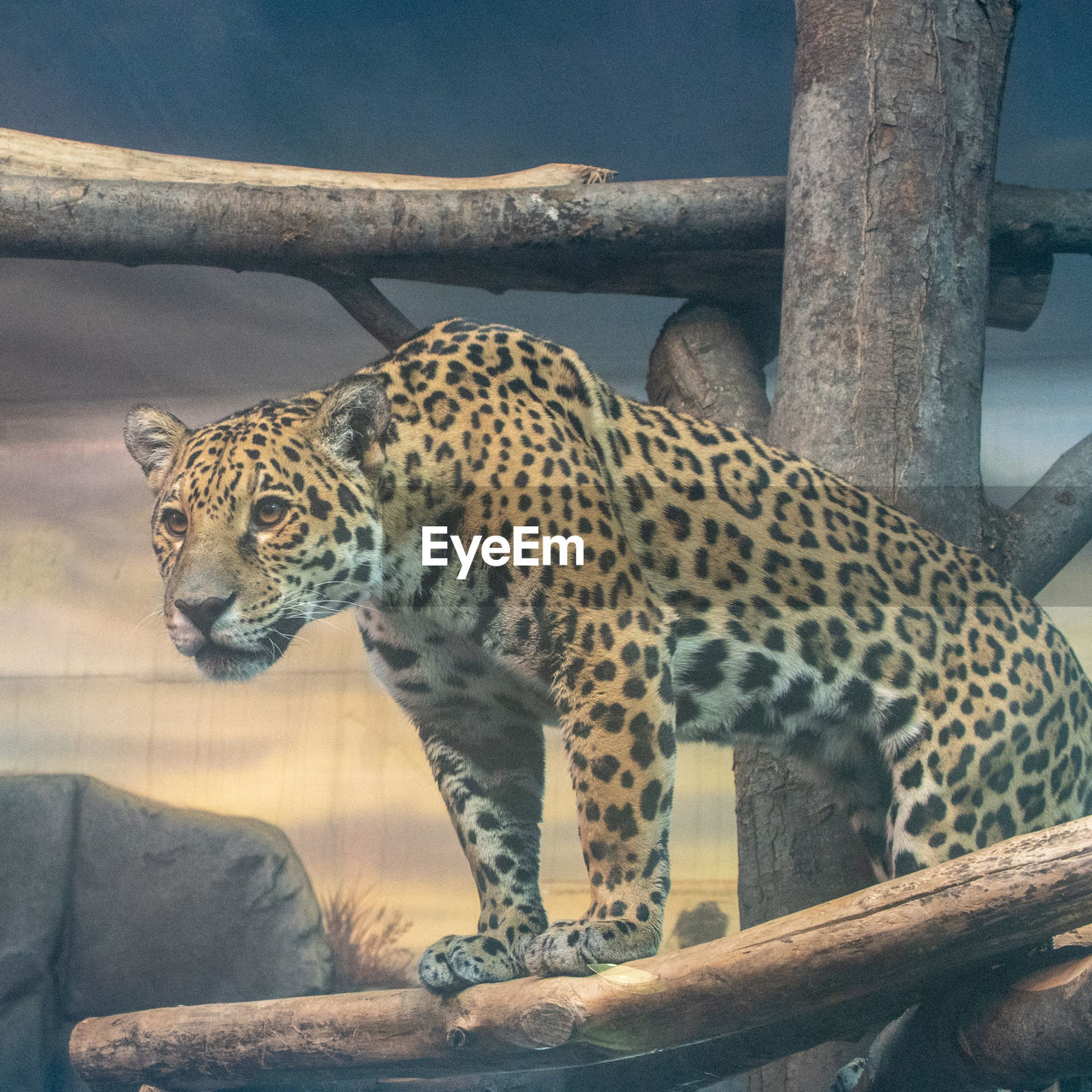 Leopard in a zoo