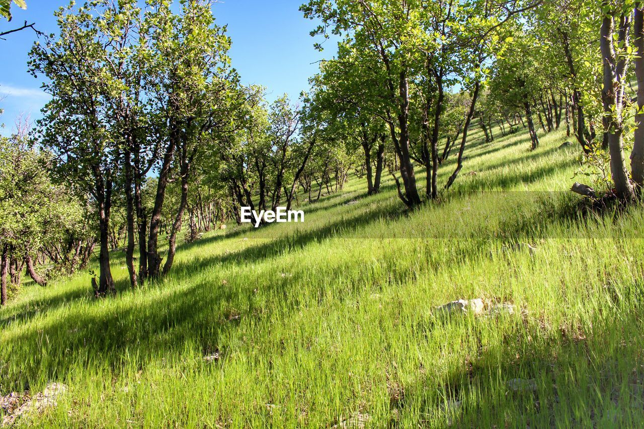 Trees on grassy field