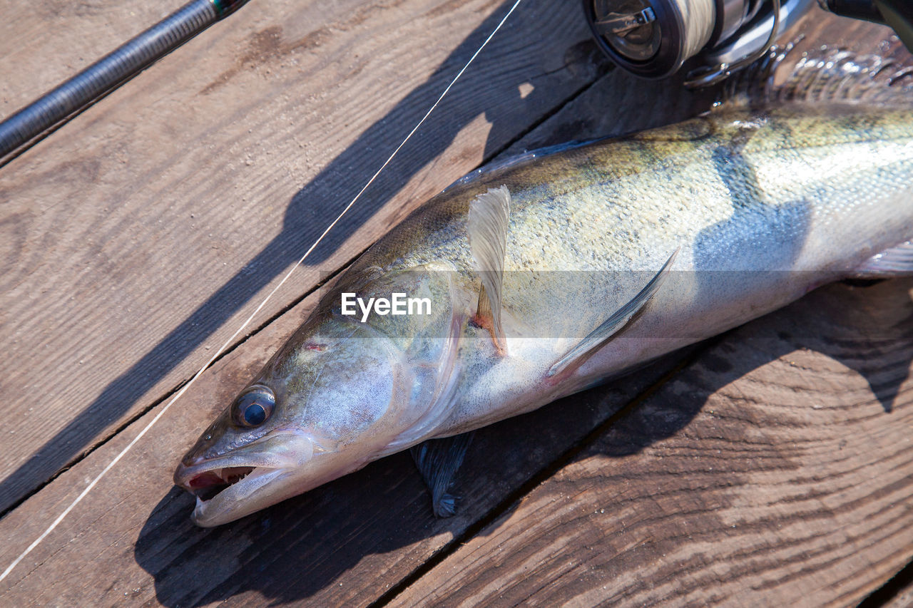 HIGH ANGLE VIEW OF FISH ON PLATE