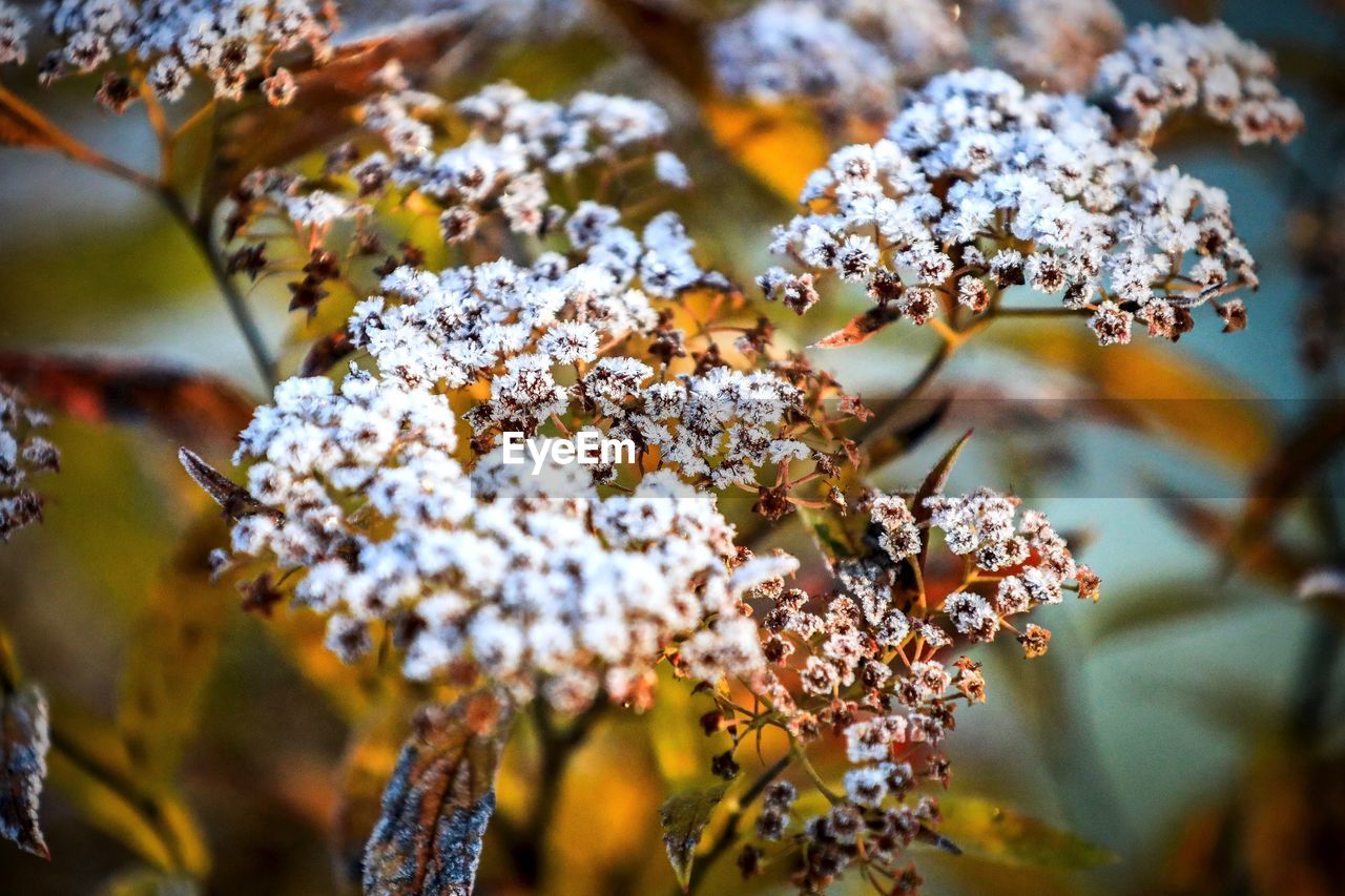 Close-up of snow on plant