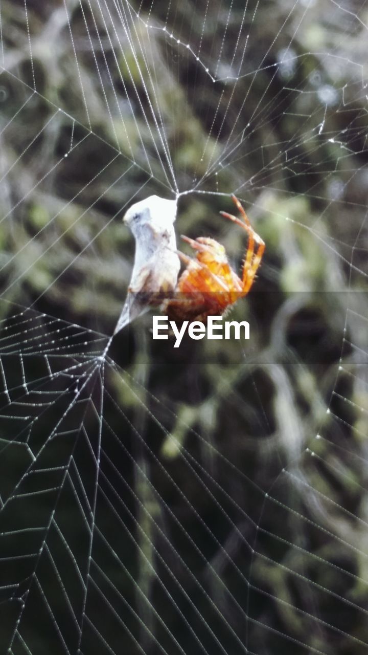 CLOSE-UP OF SPIDER WEB