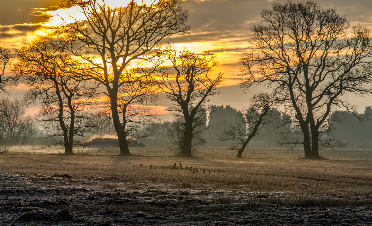 Bare trees on field against sky during sunset