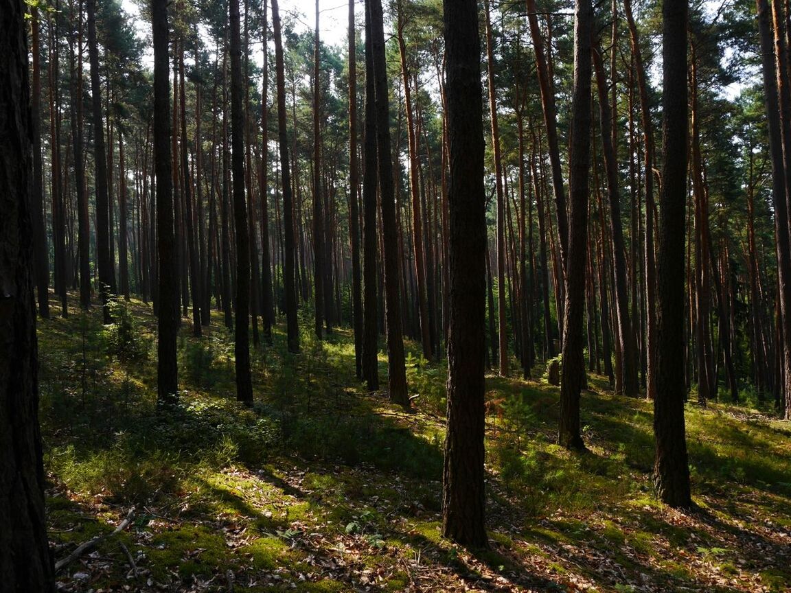 Low angle view of trees in the forest