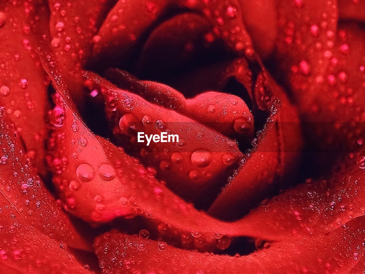 Close-up of raindrops on red rose