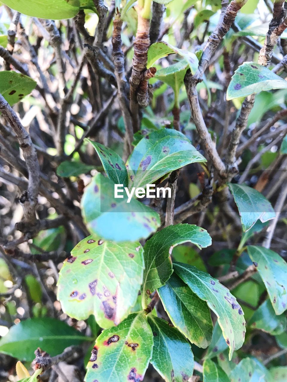 CLOSE-UP OF LEAVES ON TREE