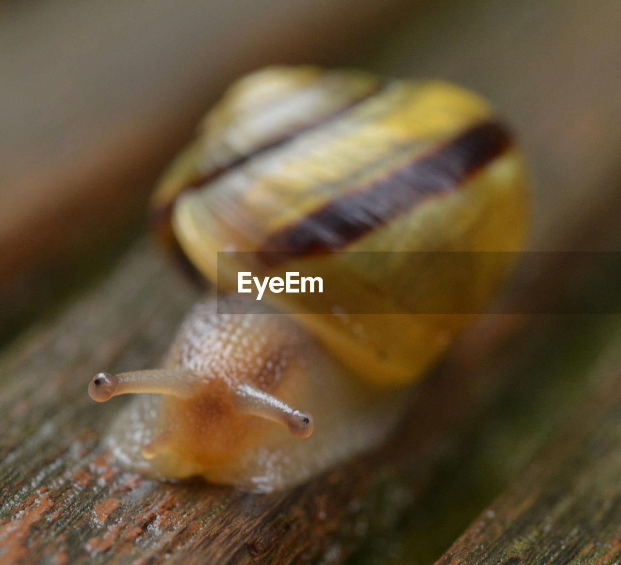 snails and slugs, snail, mollusk, gastropod, animal themes, animal wildlife, animal, close-up, one animal, wildlife, macro photography, shell, boredom, animal body part, crawling, animal shell, animal antenna, no people, selective focus, slimy, nature, macro, wood, slug, insect, yellow, outdoors, environment