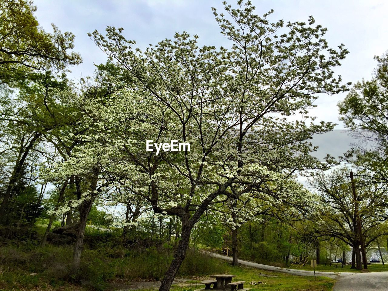 Trees growing in park against sky