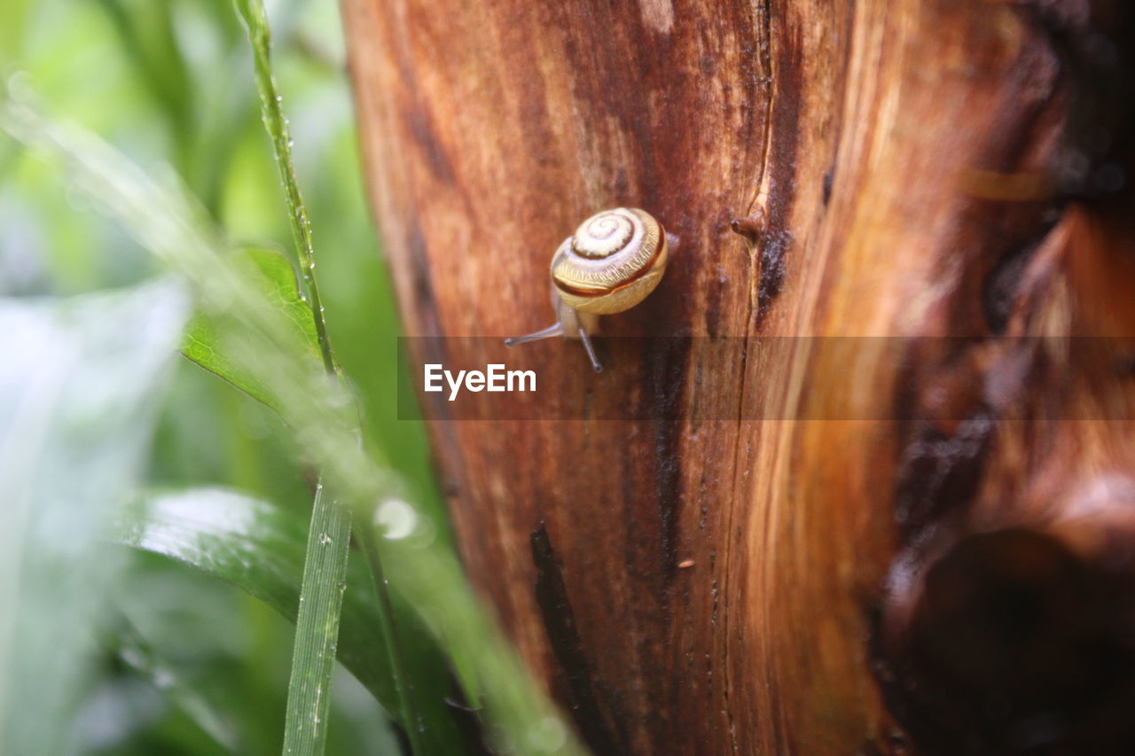 Close-up of snail crawling on bark