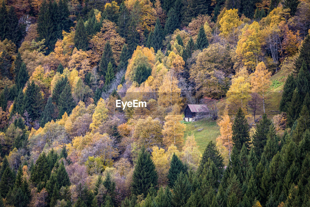 High angle view of pine trees in forest during autumn