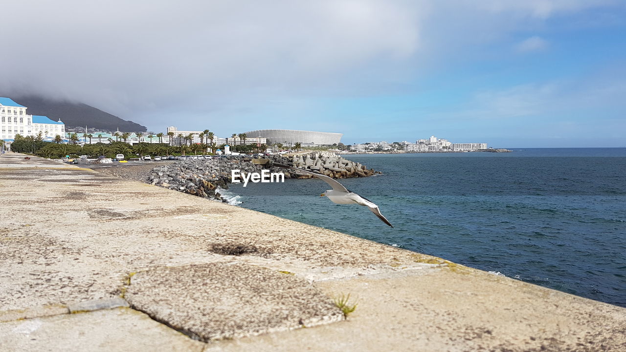 Seagull flying against sea