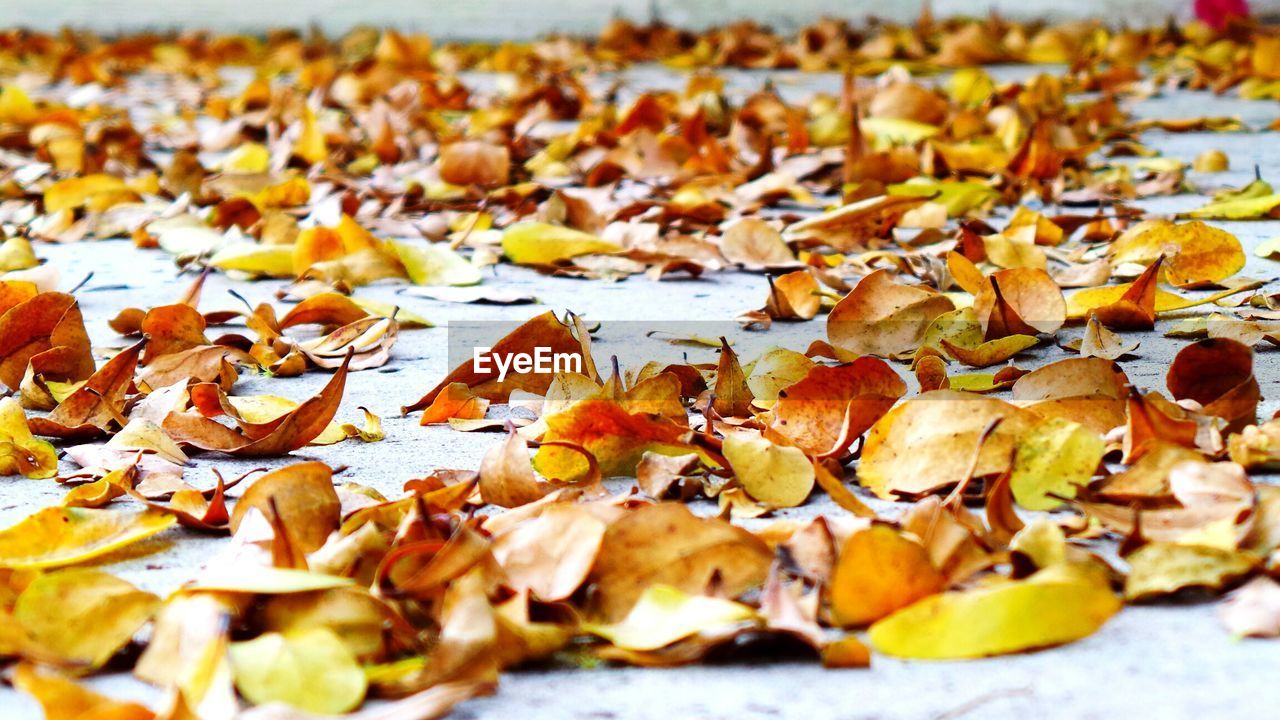 Dry orange leaves on floor during autumn