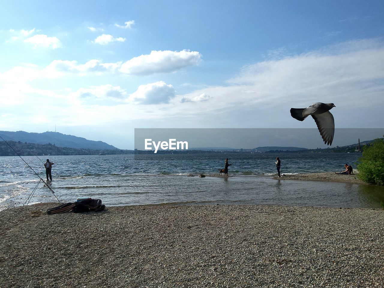 Bird flying against people in sea