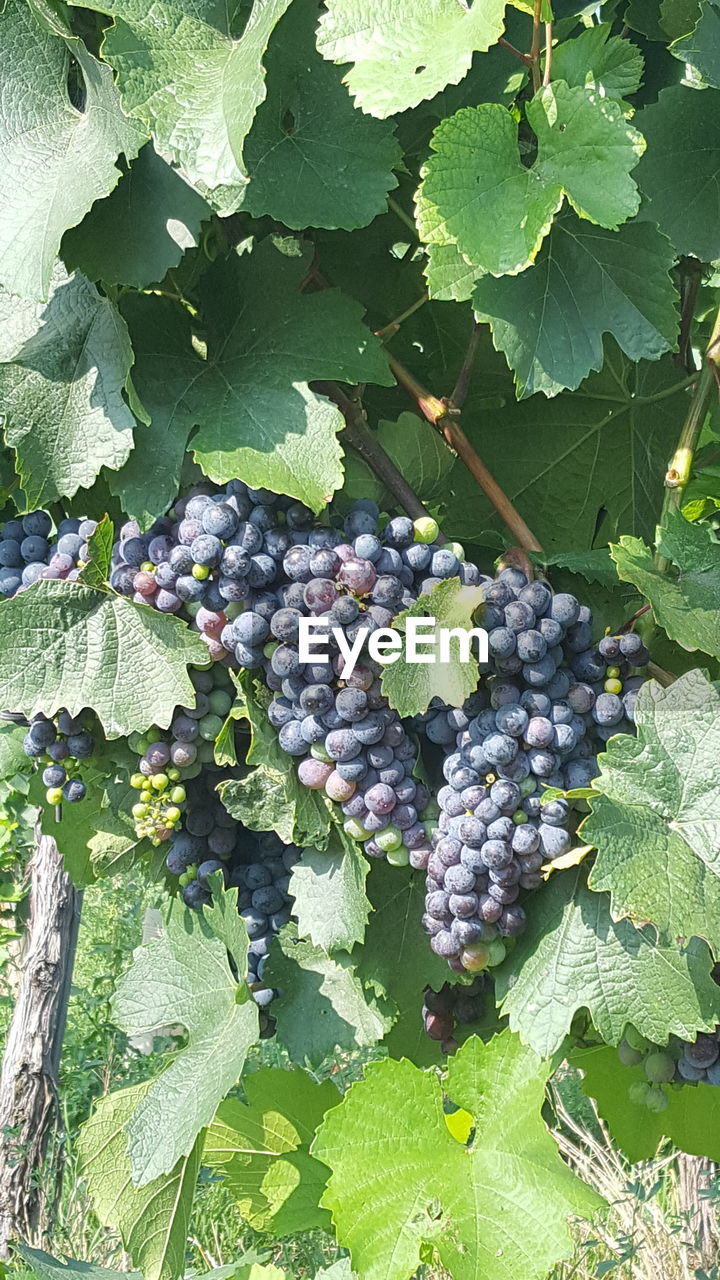 HIGH ANGLE VIEW OF GRAPES GROWING ON VINEYARD