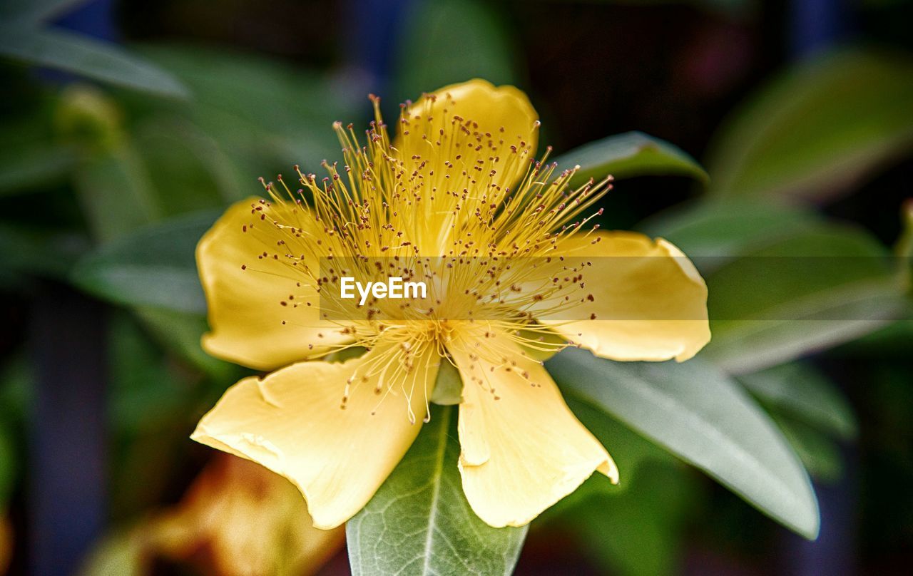 Close-up of yellow flower blooming outdoors