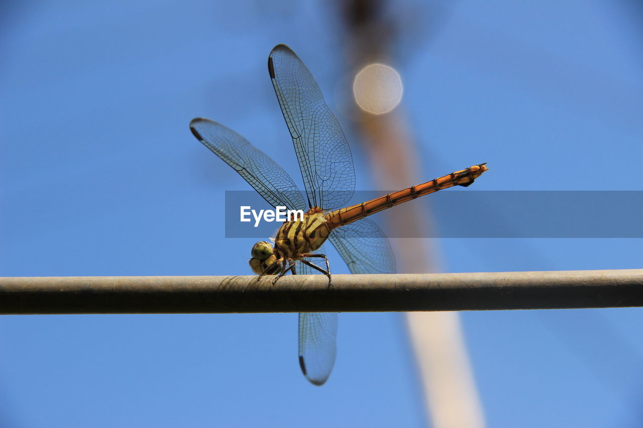 CLOSE-UP OF DRAGONFLY ON STEM