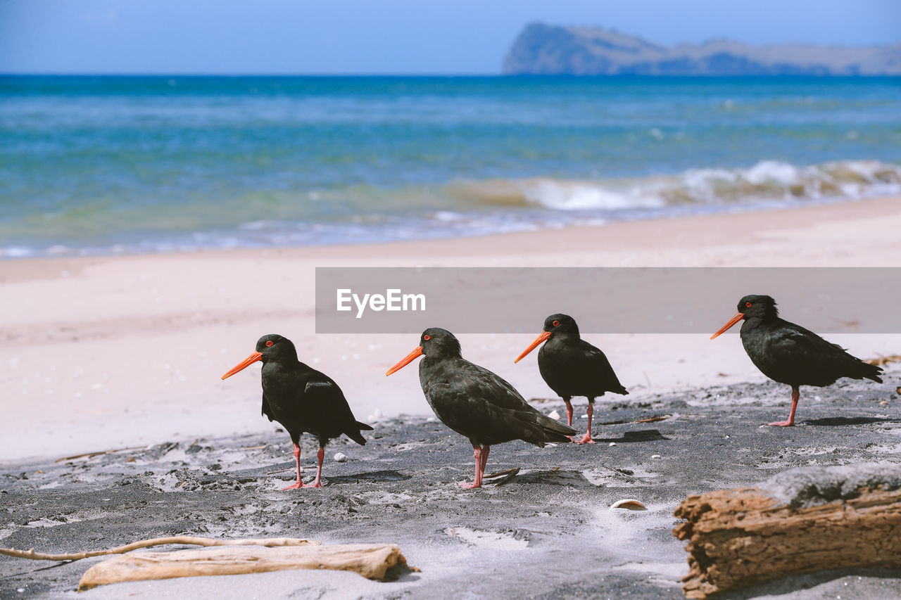 Birds on pauanui beach new zealand landscape 