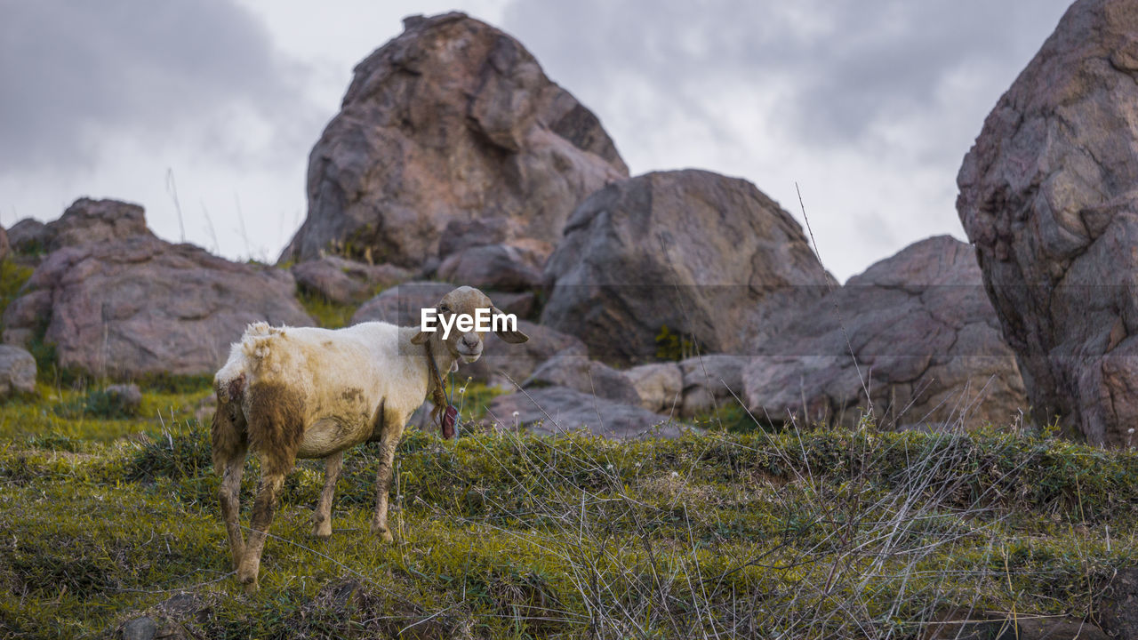 Goat eating grass 