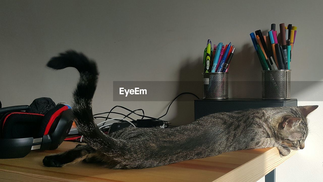 Cat relaxing on table by desk organizers at home