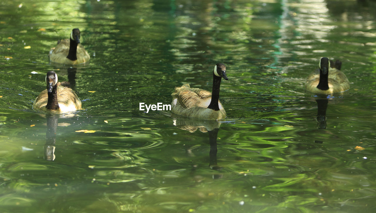 DUCKS IN LAKE