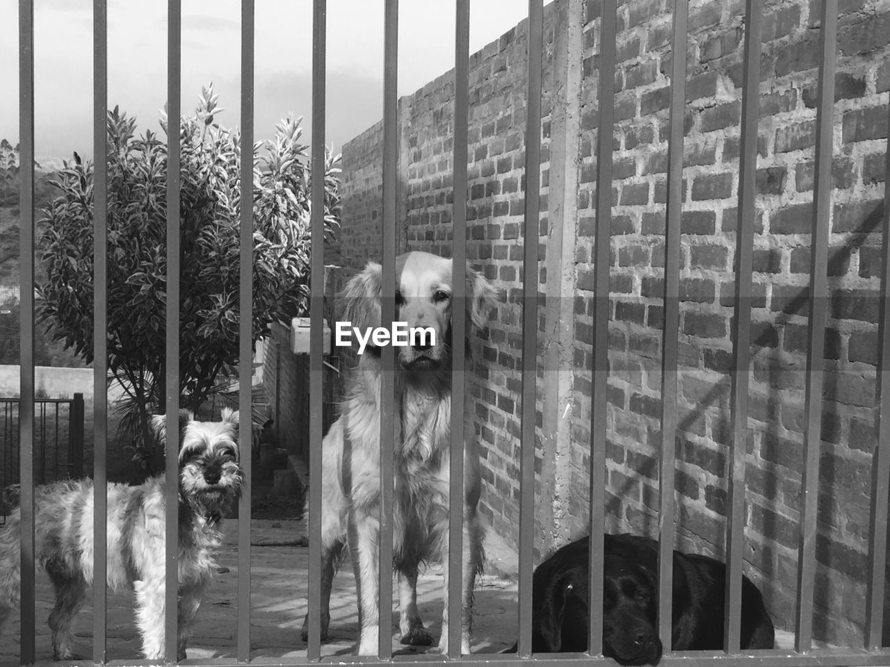 Portrait of dogs standing by gate
