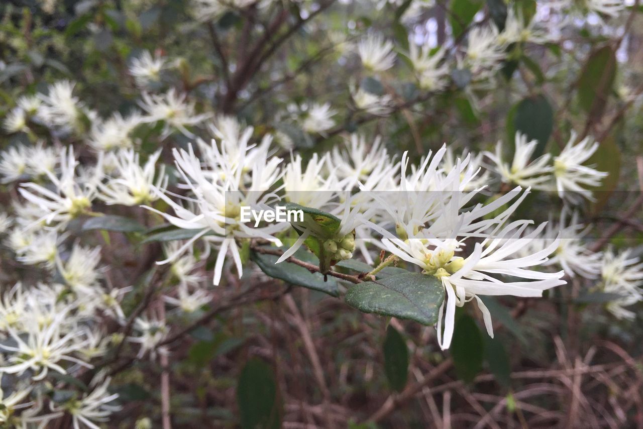 Close-up of white flowers