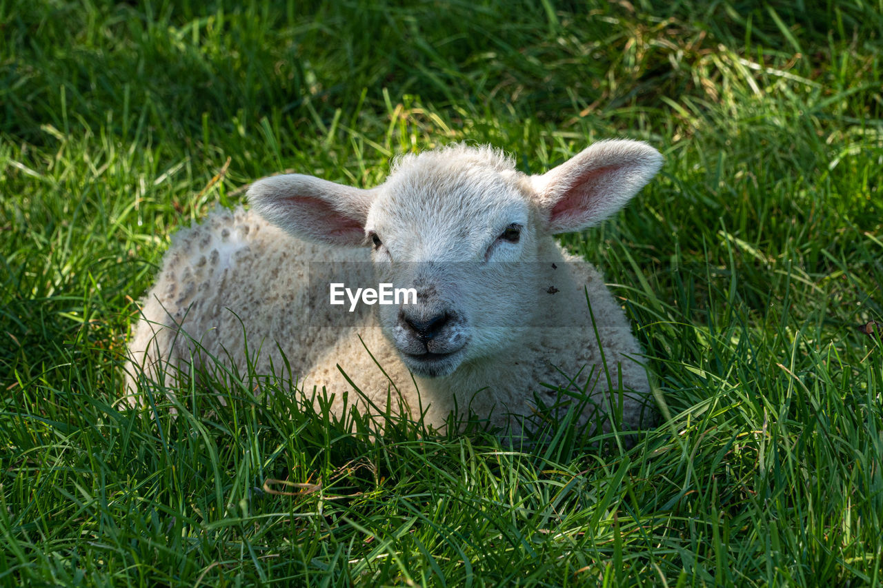 Four week old lamb low angle view portrait in green grass field