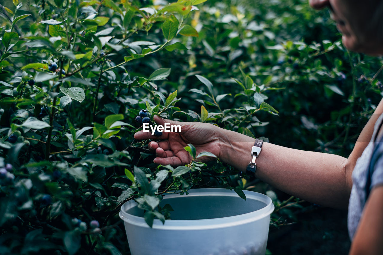 Midsection of person holding blueberries in pot in front of plant