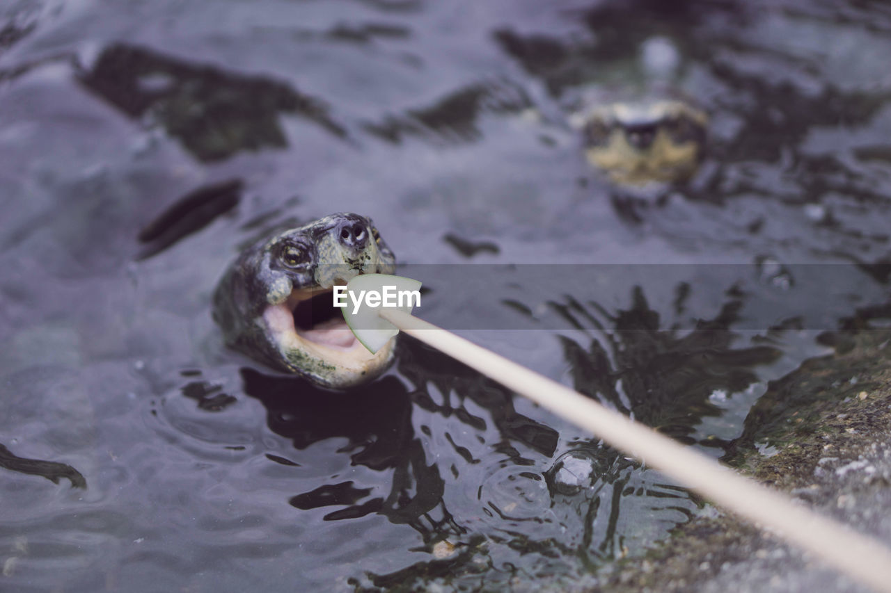 CLOSE-UP OF TURTLE IN LAKE