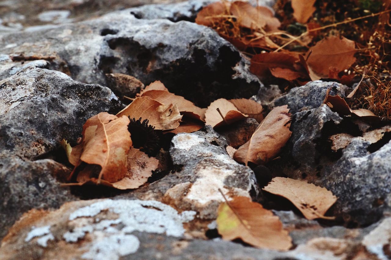 Close-up of autumn leaves on rocks