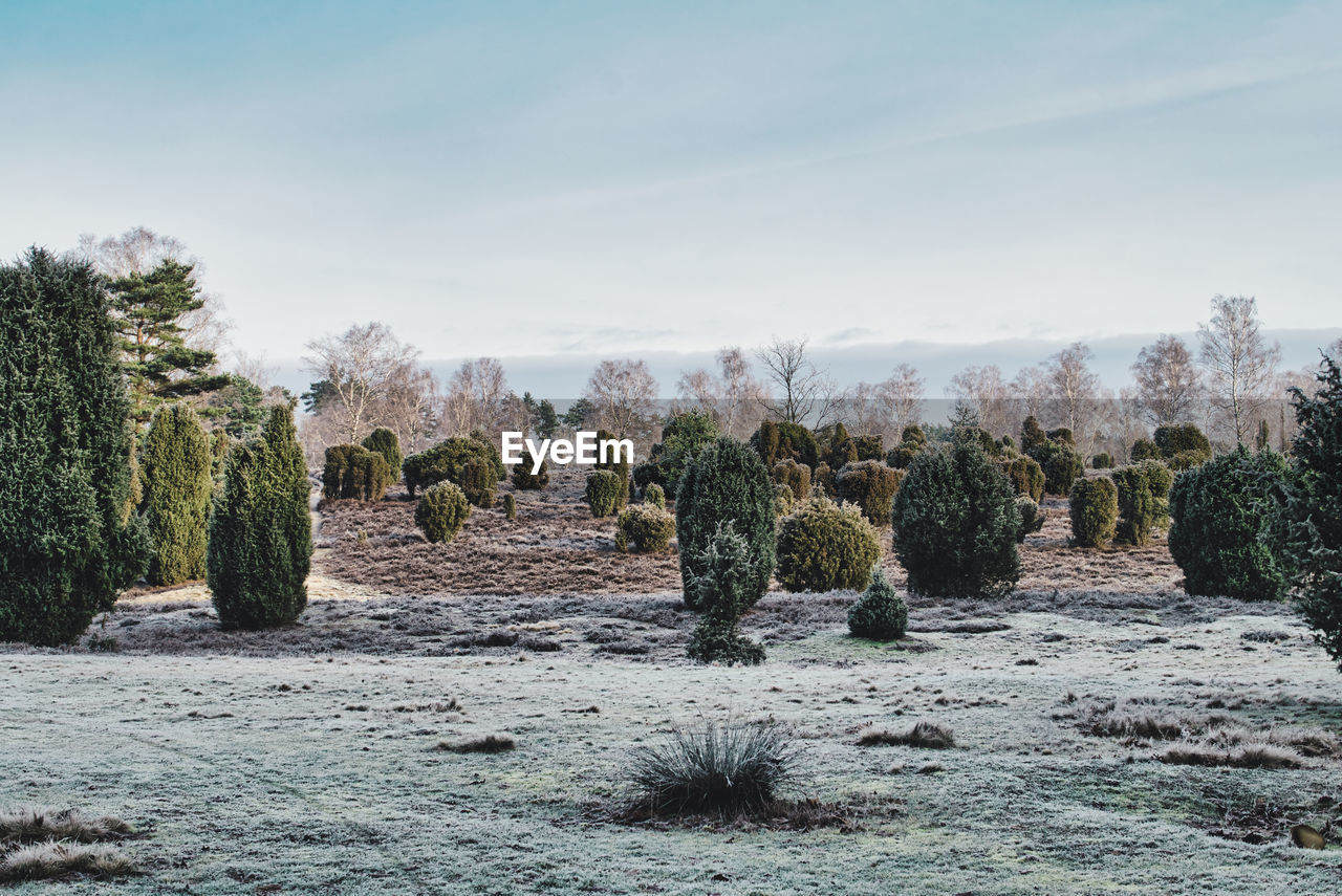 Trees on field against sky