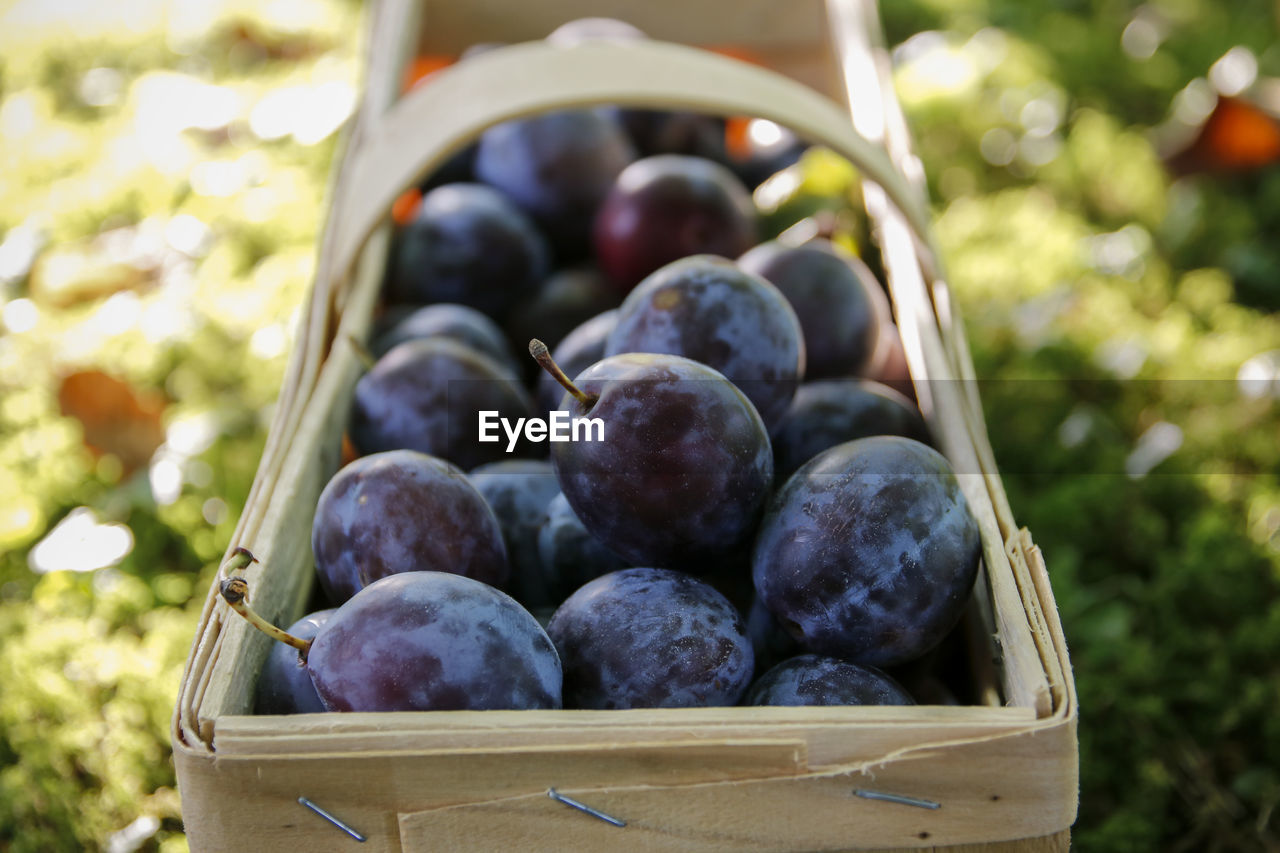 CLOSE-UP OF BLACKBERRIES IN BASKET