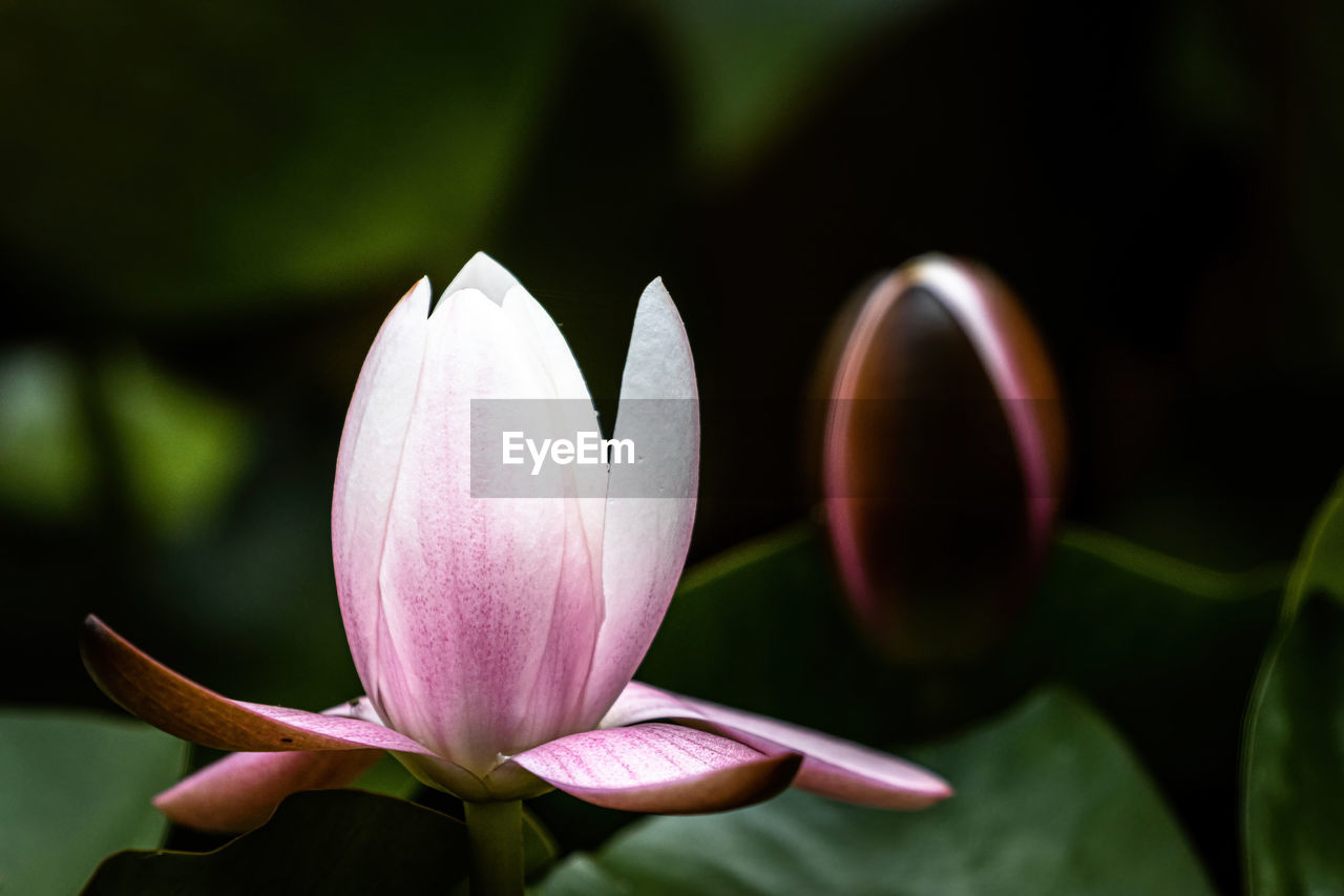 CLOSE-UP OF PINK LOTUS FLOWER