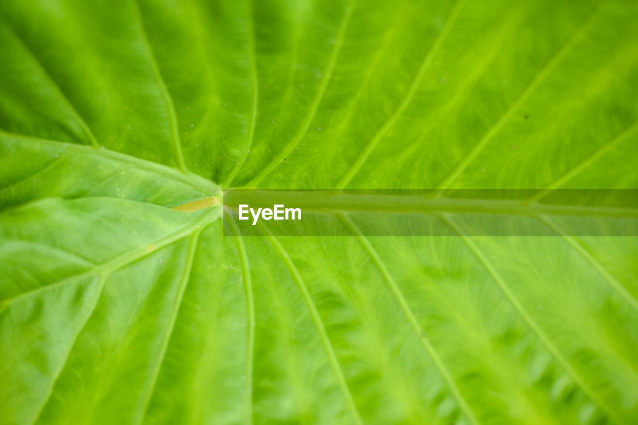 CLOSE-UP OF RAINDROPS ON PLANT LEAVES