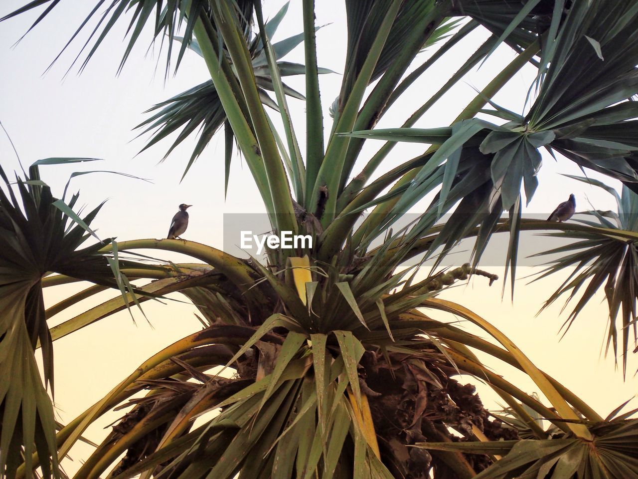 LOW ANGLE VIEW OF COCONUT PALM TREES AGAINST SKY