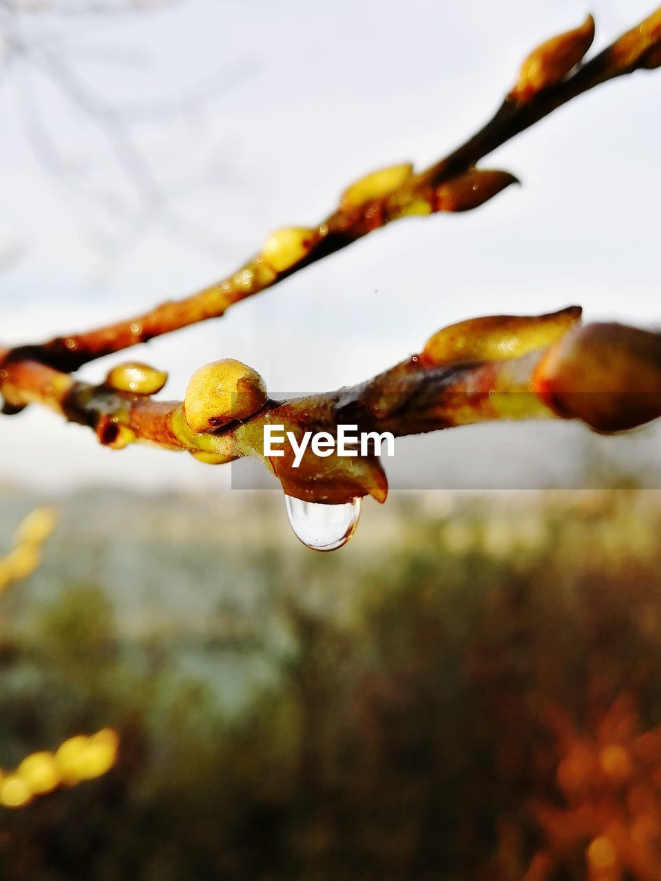 CLOSE-UP OF WET ORANGE FLOWERING PLANT DURING AUTUMN