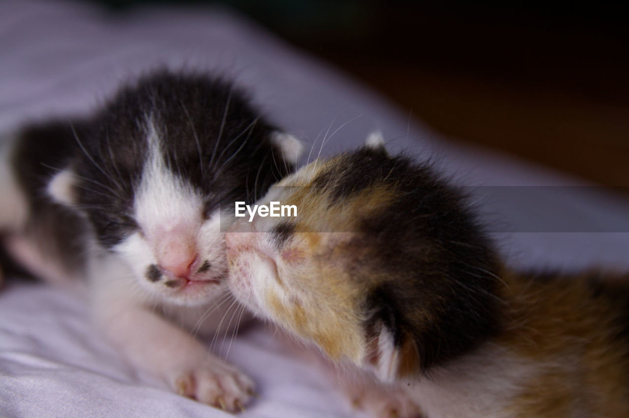 CLOSE-UP OF KITTEN SLEEPING IN BED