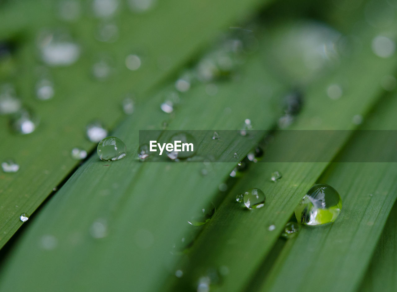 Close-up of water drop on grass