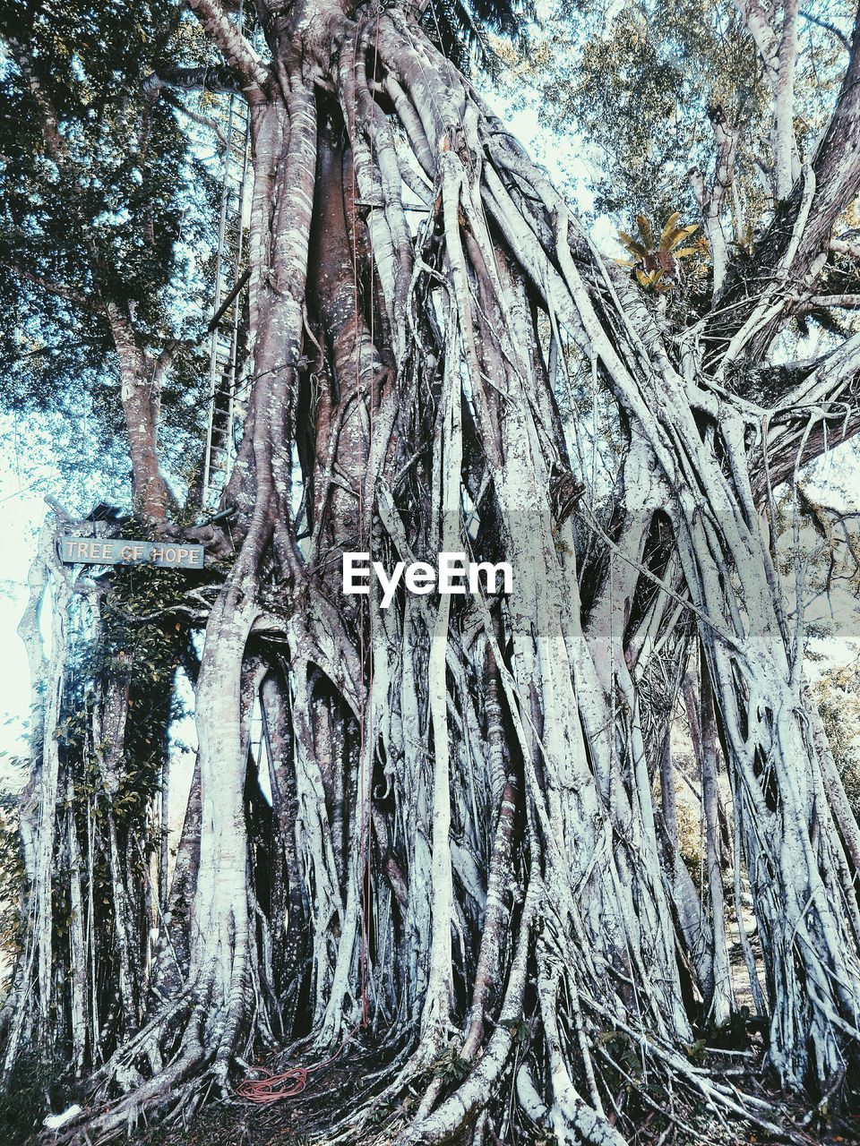 LOW ANGLE VIEW OF TREE ROOTS