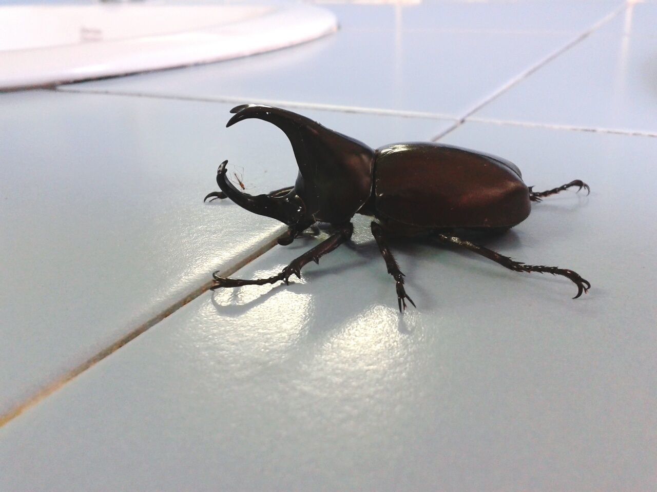 INSECT ON LEAF