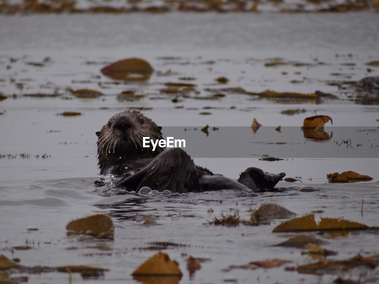 BIRDS SWIMMING IN LAKE